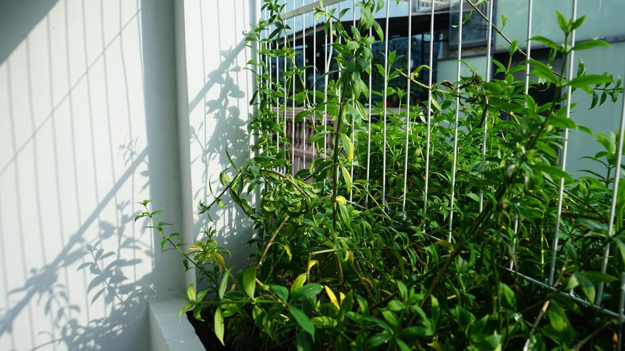 Maiam Homestay Thành Pho Ho Chí Minh Esterno foto
